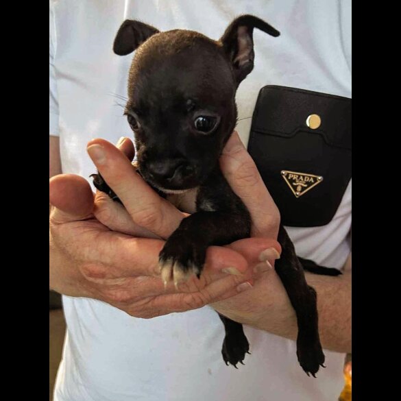 French Bulldog