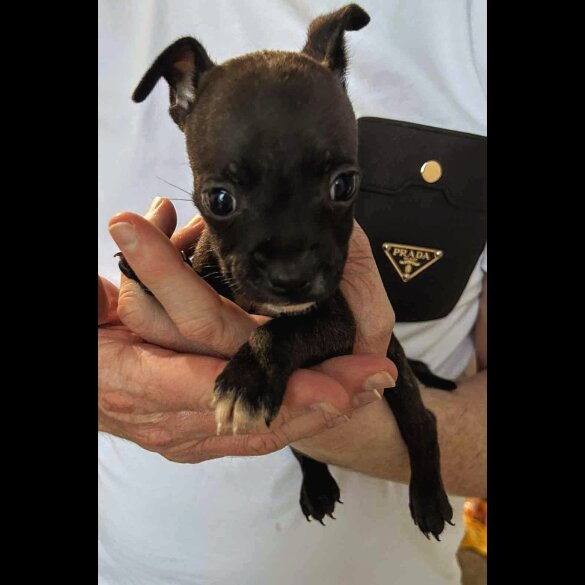 French Bulldog