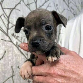 French Bulldog
