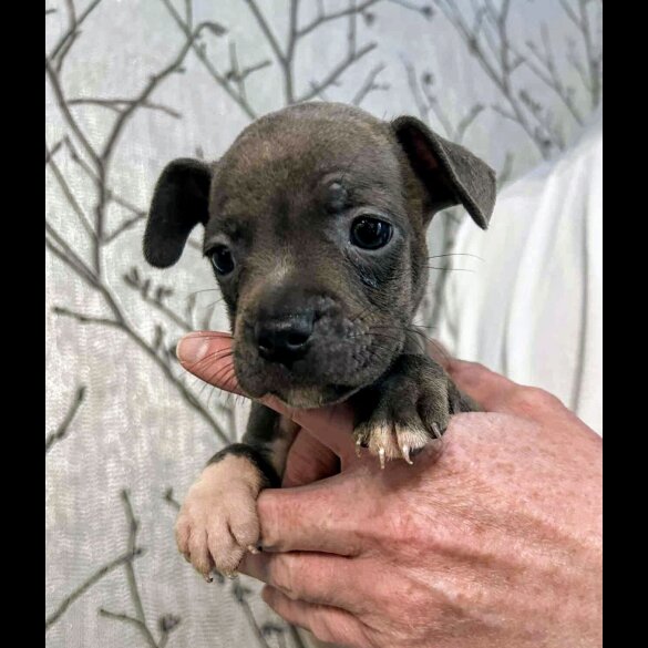 French Bulldog