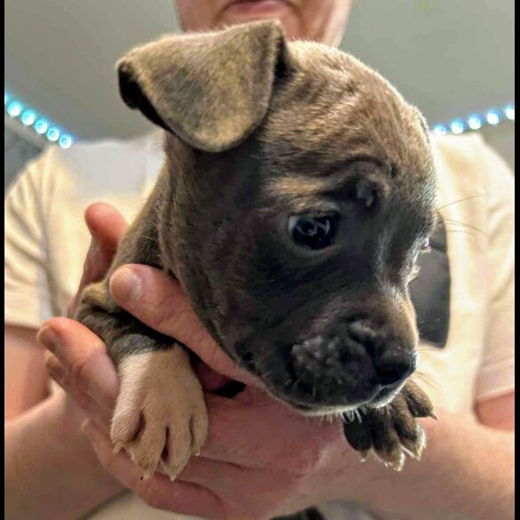French Bulldog