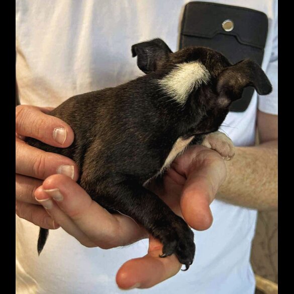 French Bulldog