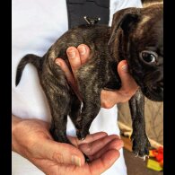 French Bulldog