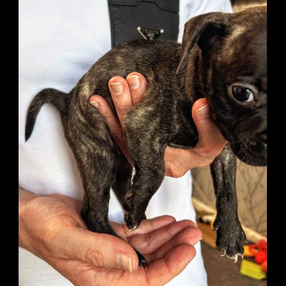 French Bulldog