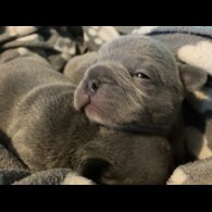 French Bulldog - Bitches