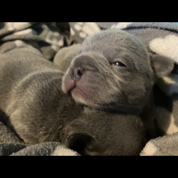 French Bulldog - Bitches