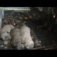 French Bulldog - Bitches