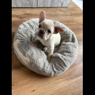 French Bulldog - Both