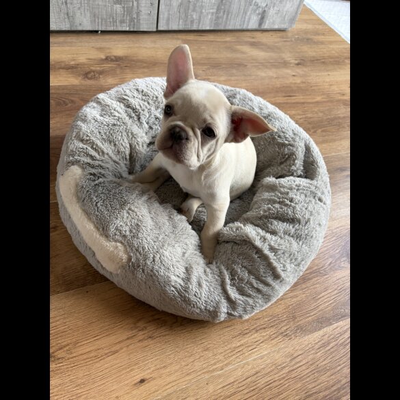 French Bulldog - Both