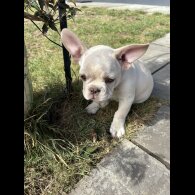 French Bulldog - Both