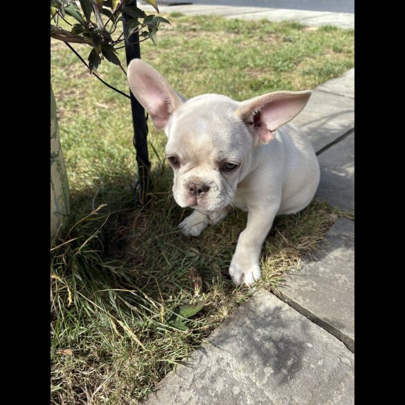 French Bulldog - Both