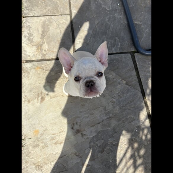 French Bulldog - Both