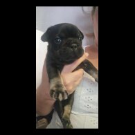 French Bulldog - Both