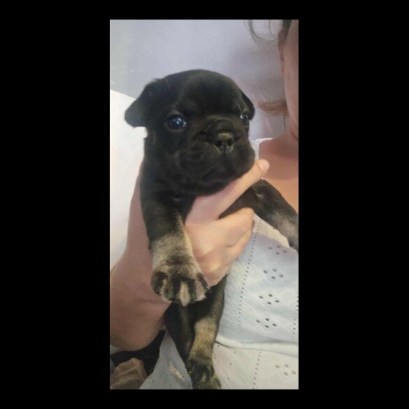 French Bulldog - Both