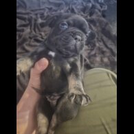 French Bulldog - Both