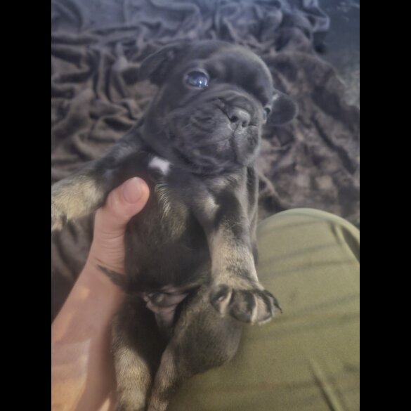 French Bulldog - Both
