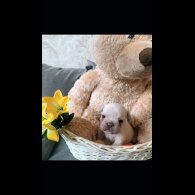French Bulldog - Both