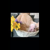 French Bulldog - Both