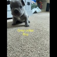 French Bulldog - Both