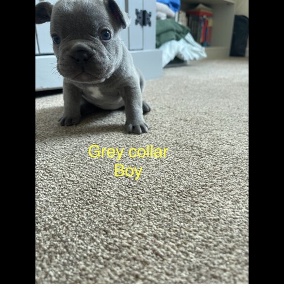 French Bulldog - Both