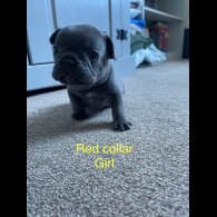 French Bulldog - Both