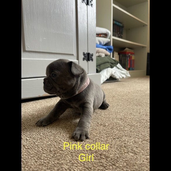 French Bulldog - Both