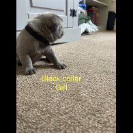 French Bulldog - Both