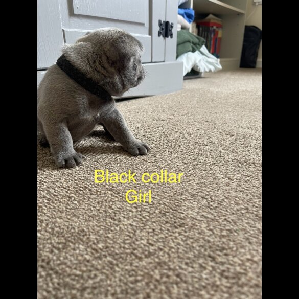 French Bulldog - Both