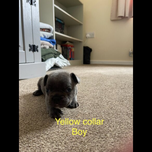 French Bulldog - Both