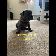 French Bulldog - Both