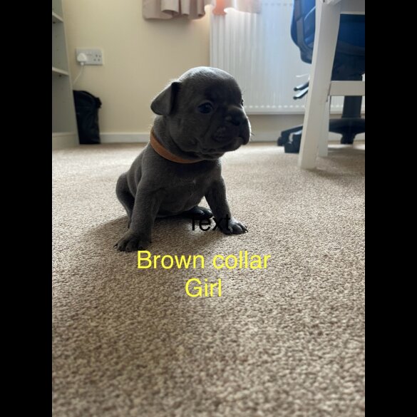 French Bulldog - Both