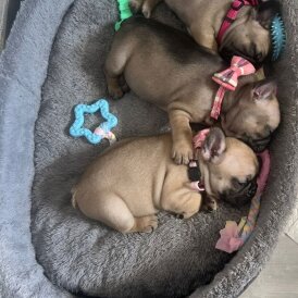 French Bulldog