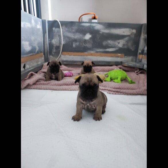 French Bulldog