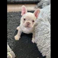 French Bulldog - Both
