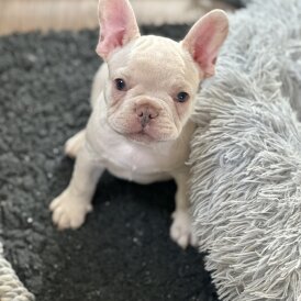 French Bulldog - Both