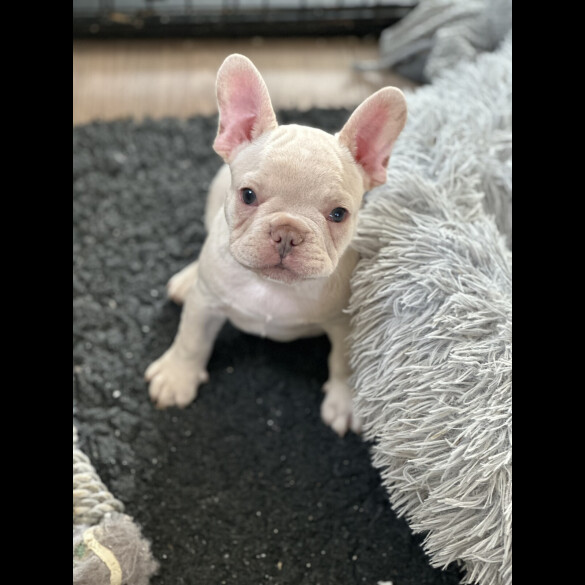 French Bulldog - Both