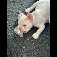 French Bulldog - Both