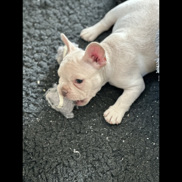 French Bulldog - Both