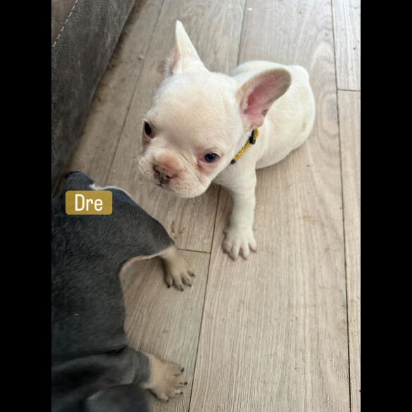 French Bulldog - Both