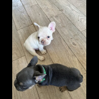 French Bulldog - Both
