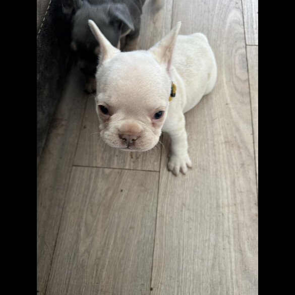 French Bulldog - Both