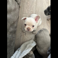 French Bulldog - Both