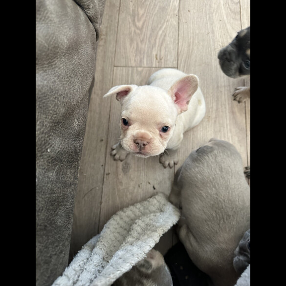French Bulldog - Both