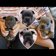 French Bulldog - Bitches