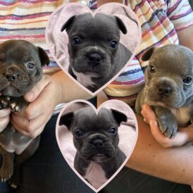 French Bulldog - Bitches