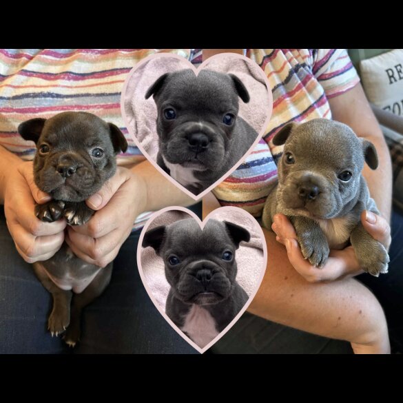 French Bulldog - Bitches