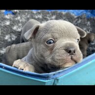 French Bulldog - Bitches