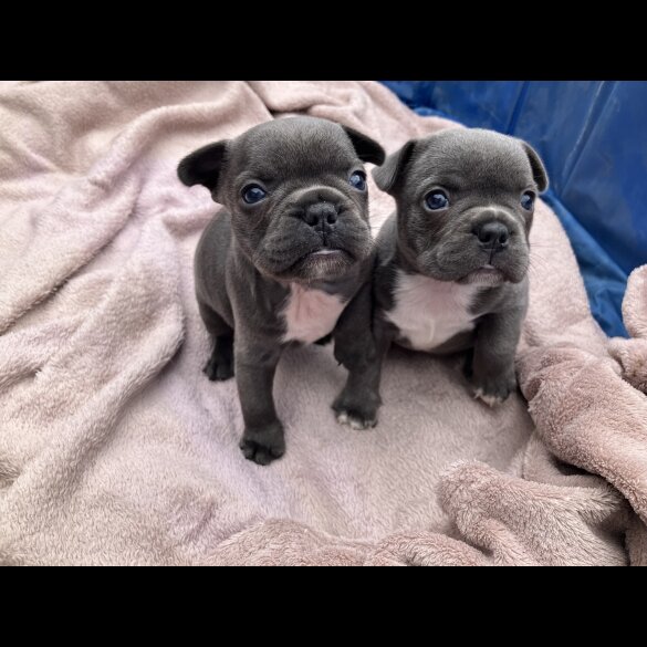 French Bulldog - Bitches