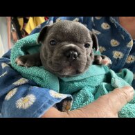 French Bulldog - Bitches