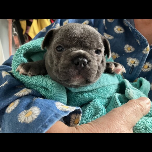 French Bulldog - Bitches